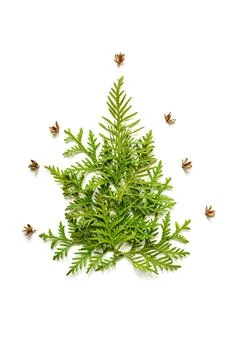 Composition of twigs of thuja and tiny cones in the shape of a Christmas tree Stock Photos
