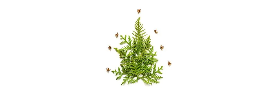 Composition of twigs of thuja and tiny cones in the shape of a Christmas tree Stock Photos