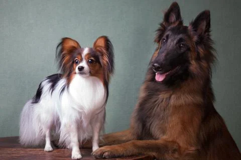 Composition of two dogs, at the table Stock Photos