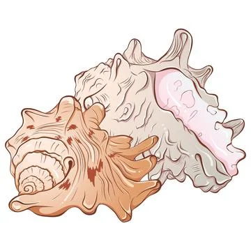 Composition of two sea shells Stock Illustration