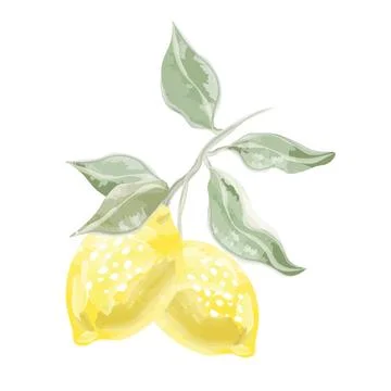 Composition of two watercolor lemons with leaves Stock Illustration