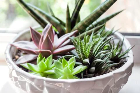 Composition of variety of succulents Stock Photos