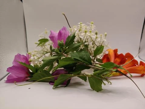 Composition of various bright flowers, side view Stock-Fotos
