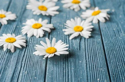 Composition of various chamomile blossom with white petals and yellow pistils Stock Photos