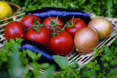 Composition with Various fresh vegetables, eggplants, onions,carrots, beets,  Stock Photos