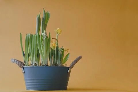 Composition with various spring flowers in flower pot. Stock Photos