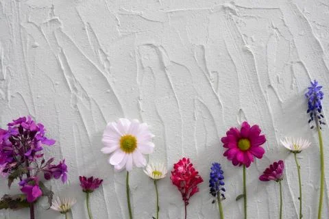 Composition of various spring flowers on an olive background Stock Photos