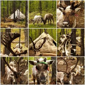 Composition of various yaks Stock Photos