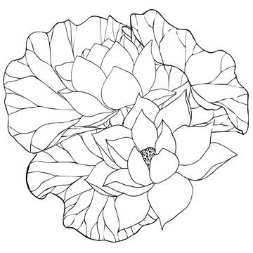 Composition with vector hand drawn lotus flowers and buds, leaves, black line Stock Illustration