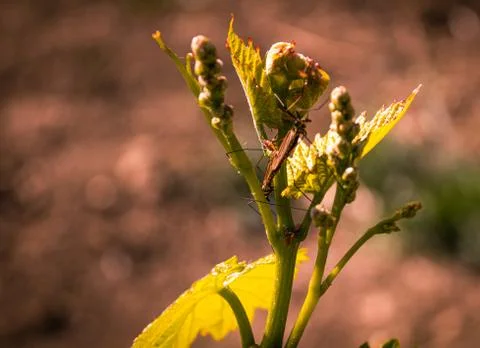 Composition of a vine flower Stock Photos