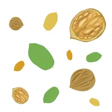 Composition of walnuts. Top view against a background of green leaves. Vect.. Stock Illustration