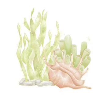 Composition of watercolor illustrations, algae and green and beige shells on Stock Illustration