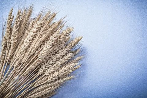 Composition of wheat rye ears on blue background copy space Foto stock