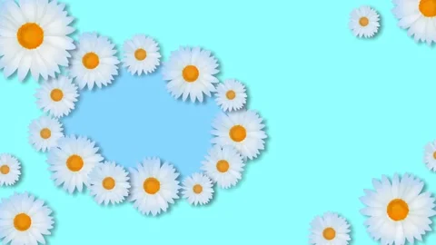 Composition of white daisies. Stock Footage 135726284