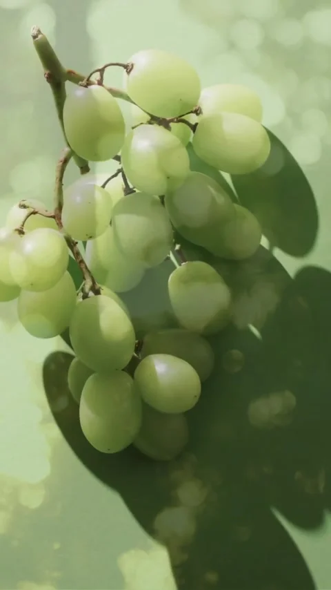 Composition of white grapes over trees background Stock Footage 342910737