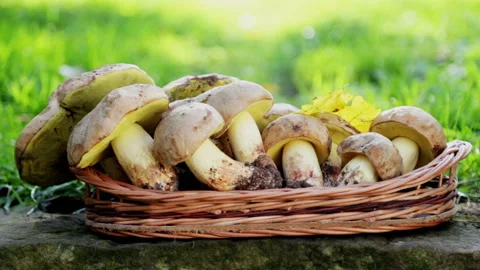 Composition from white noble mushrooms. Stock Footage 143159422