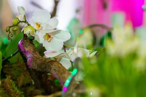 Composition of white orchids Stock Photos