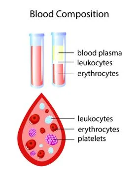 Composition of whole blood isolated vector illustration Stock Illustration