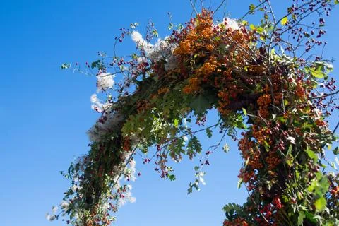 Composition of wild plants Stock Photos