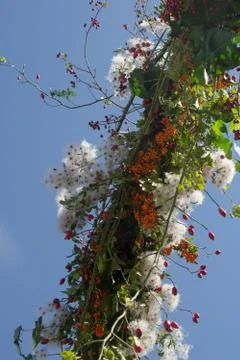 Composition of wild plants Stock Photos