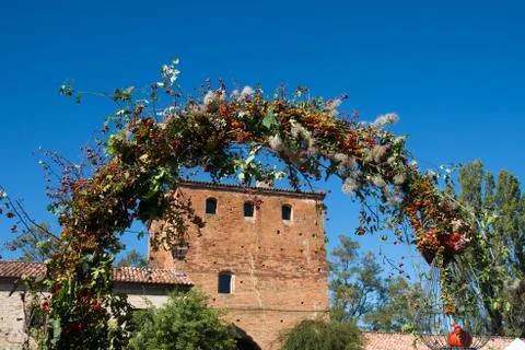 Composition of wild plants Stock Photos