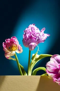 Composition with withered tulip. Creative minimalist poster with flowers. B.. Stock Photos