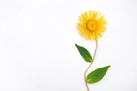 Composition with yellow flower in flat lay. Stock Photos