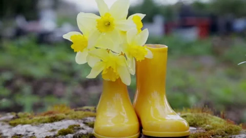 Composition of yellow rubber children's boots and blooming daffodils. Vidéo 153435403