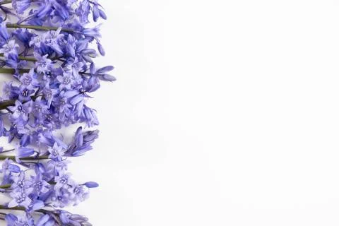 Composition of young purple spring flowers on a table Stock Photos