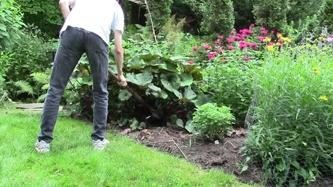 Compost added to backyard flower garden by young man with shovel. Stock Footage 87844658