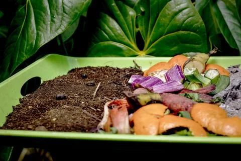 Compost and composted soil cycle as a composting pile of rotting kitchen sc.. Stock Photos