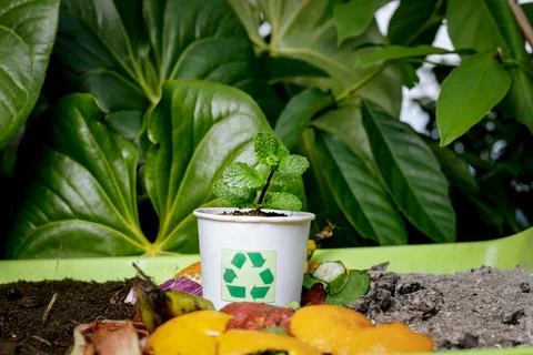 Compost and composted soil cycle as a composting pile of rotting kitchen sc.. Stock Photos