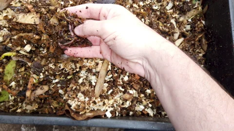Compost Bin with food scraps, grass cuttings and dry leaves. Stock Footage 158564474