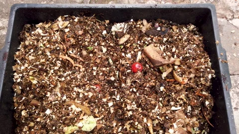 Compost Bin with food scraps, grass cuttings and dry leaves. Stock Footage 158995626