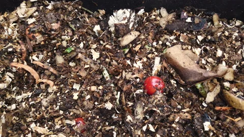 Compost Bin with food scraps, grass cuttings and dry leaves. Stock Footage 158995634