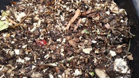 Compost Bin with food scraps, grass cuttings and dry leaves. Stock Footage 158995774