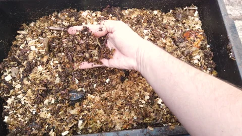 Compost Bin with food scraps, grass cuttings and dry leaves. Stock Footage 158995848