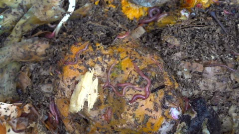 Compost bin Stock Footage 245478727