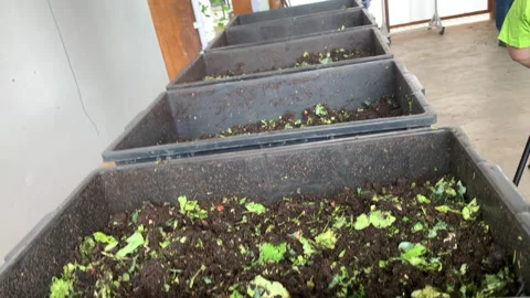 Compost boxes with wet compost and earthworms Stock Footage 262405902
