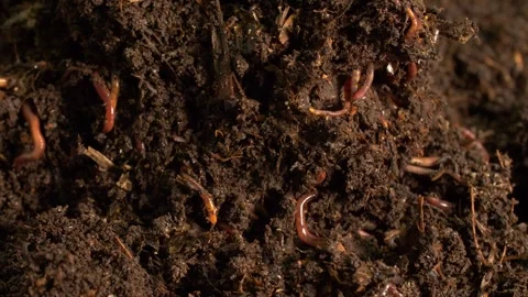 Compost breakdown with worms and organic matter Video stock 328609636