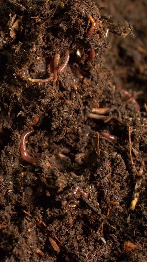 Compost breakdown with worms and organic matter, vertical Video stock 333707355