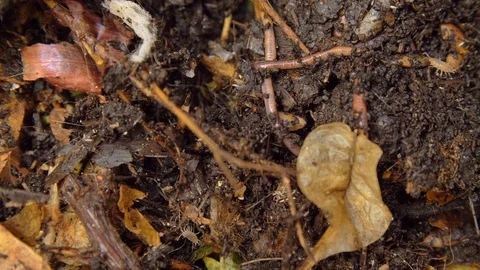 Compost close up. Worms, Soil and organic waste to be recycled  Stock Footage 123261634