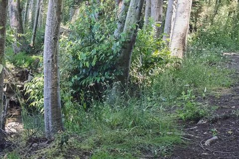 Compost covered path with foreted birch tree truncks and grass Stock Photos