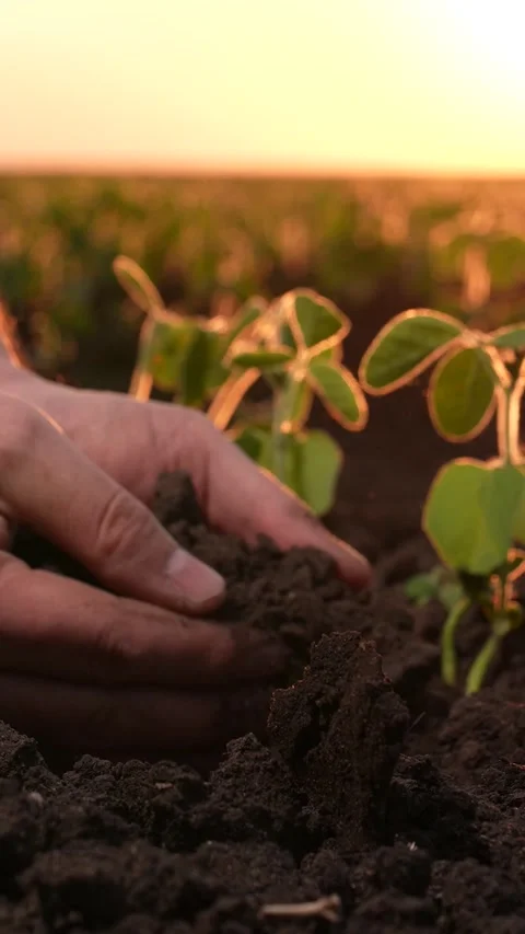 Compost for farming, farm operational efficiency, golden hour agriculture, farm Stock Footage 277305198