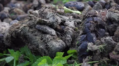 Compost for farming Stock Footage 47993665