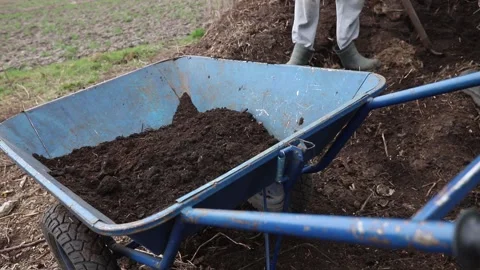 Compost in garden wheelbarrow. Loading compost from compost heap into Stock Footage 237119923