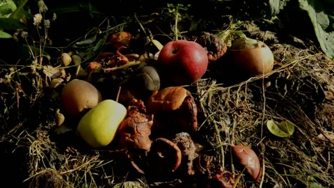 Compost heap in the courtyard Stock Footage 235688045