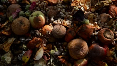 Compost heap Vídeo Stock 328641613