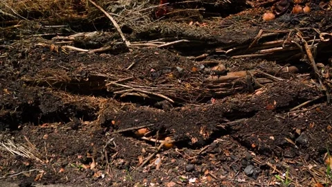 Compost heap layers of dry twigs eggshells and dark soil close-up. Decomposing Video stock 342913073