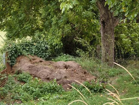 Compost heap under mature fruit tree in overgrown garden with lush green fo.. Stock Photos